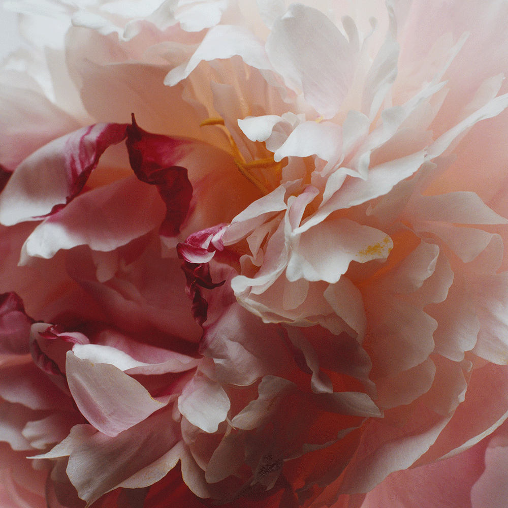 Jo Malone London Peony & Blush Suede Cologne product detail